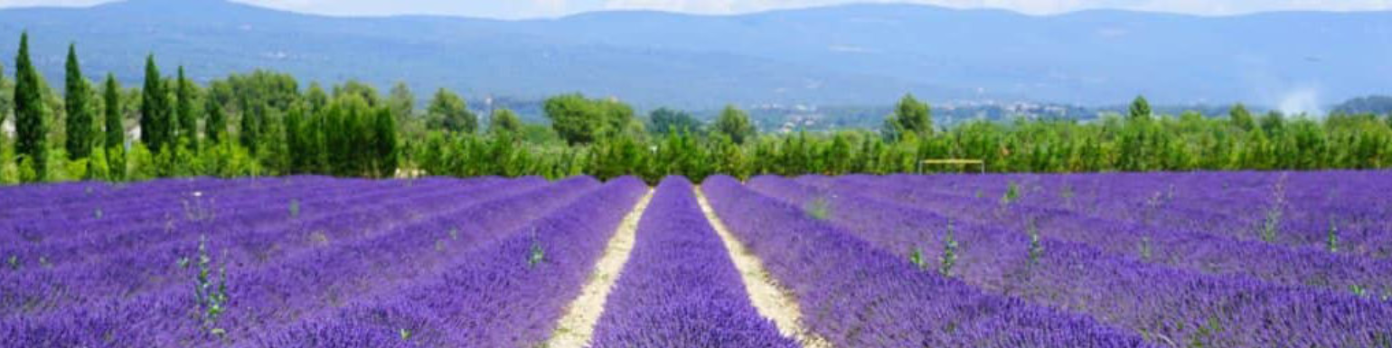Artiboutik Coussins de Provence